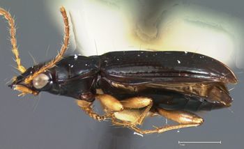 Media type: image;   Entomology 22492 Aspect: habitus lateral view